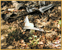 Site Wreckage